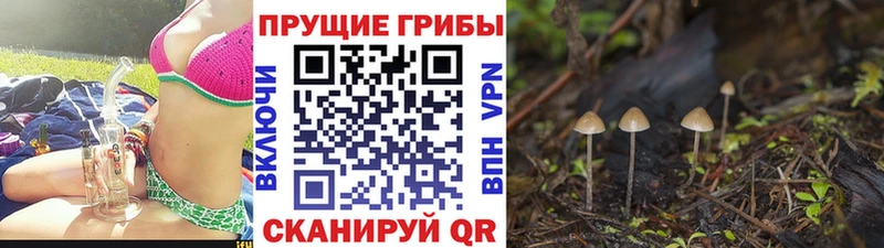 Псилоцибиновые грибы мухоморы  даркнет сайт  Орлов 